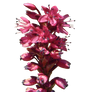 Stalk of Red Flowers PNG