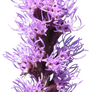 Violet Flower Stalk PNG