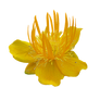 Yellow Flower 2 PNG