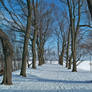 Snowy Tree-Lined Path