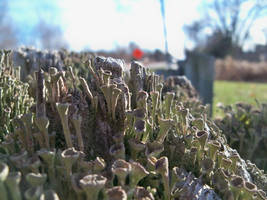 Lichen Summit