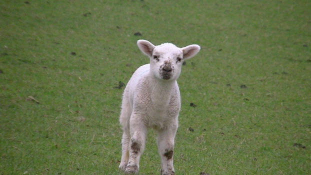 Spring Lamb