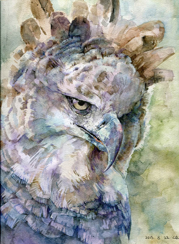 harpy eagle