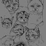 Cats Sketches