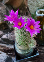 My cactus's flowers 2