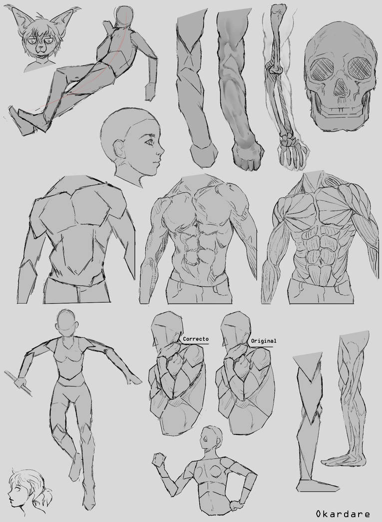 Human Anatomy Sketches By Okardare On DeviantArt human-anatomy-sketches-by-okardare-on-deviantart