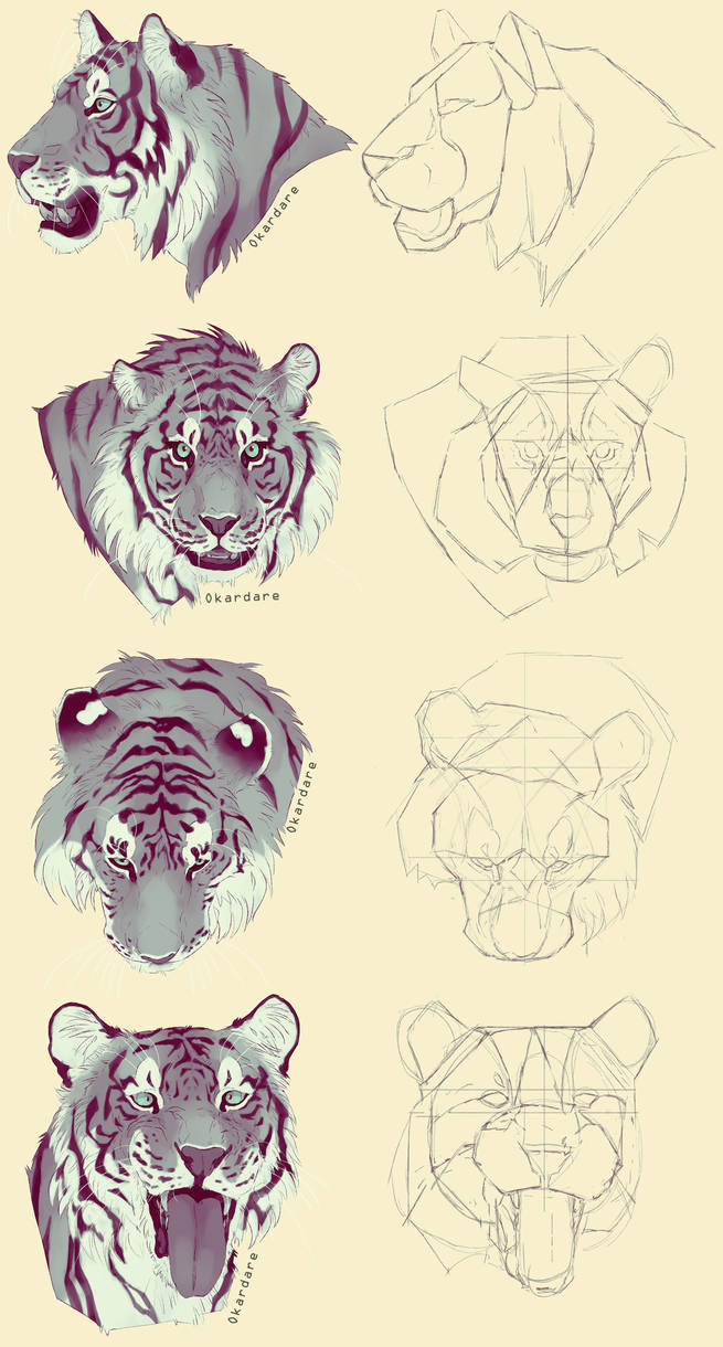 Tiger Head Tutorial Tiger head study by Okardare on DeviantArt