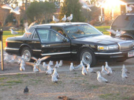 Old women feeding birds