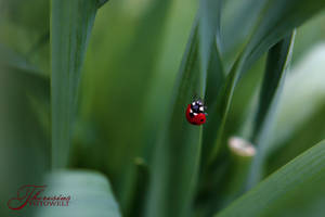 Little Ladybug