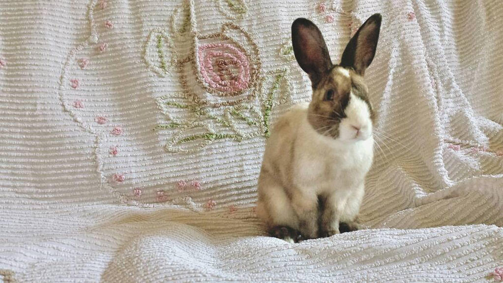 Domcratic Rabbit The aristocratic rabbit by blackberry1996 on DeviantArt