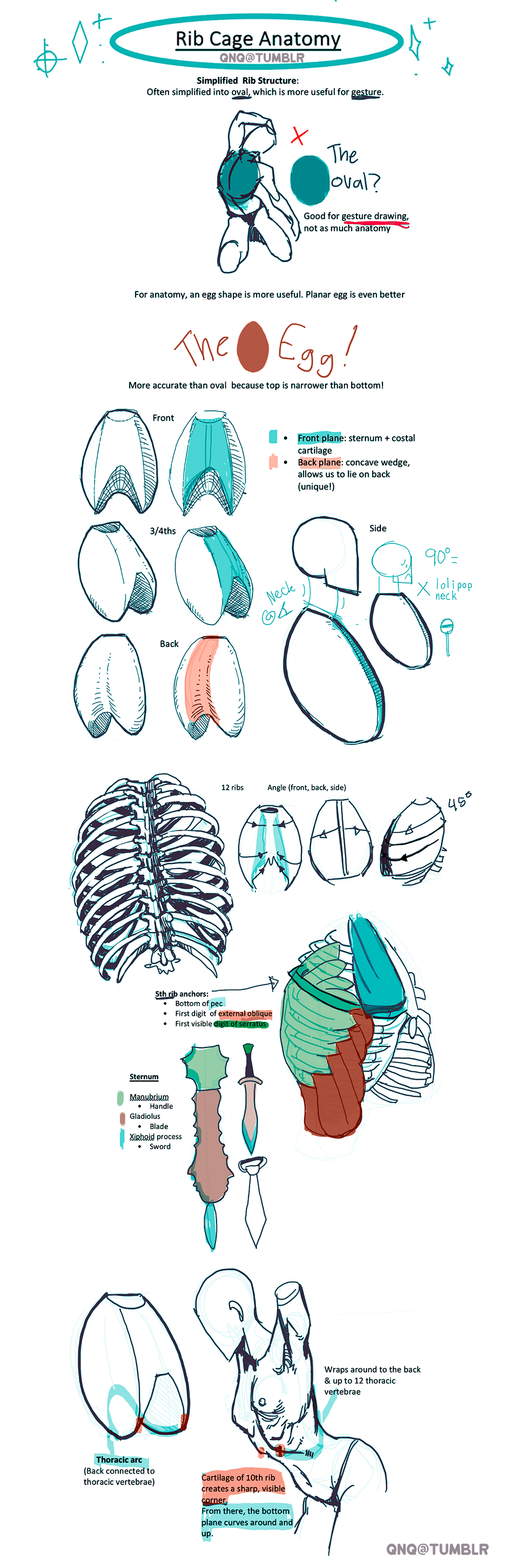 Ribcage Anatomy Study by Rockman0 on DeviantArt