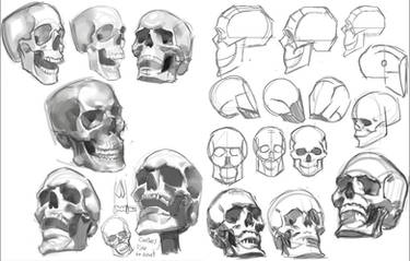 Skull Studies