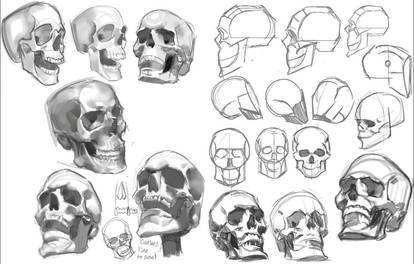 Skull Studies