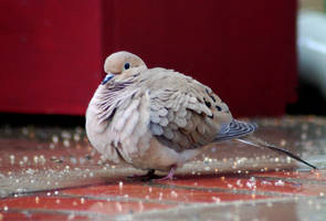 A dove in light rain