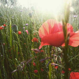 Flower and the sky