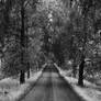 A Road Bound By Birch Trees