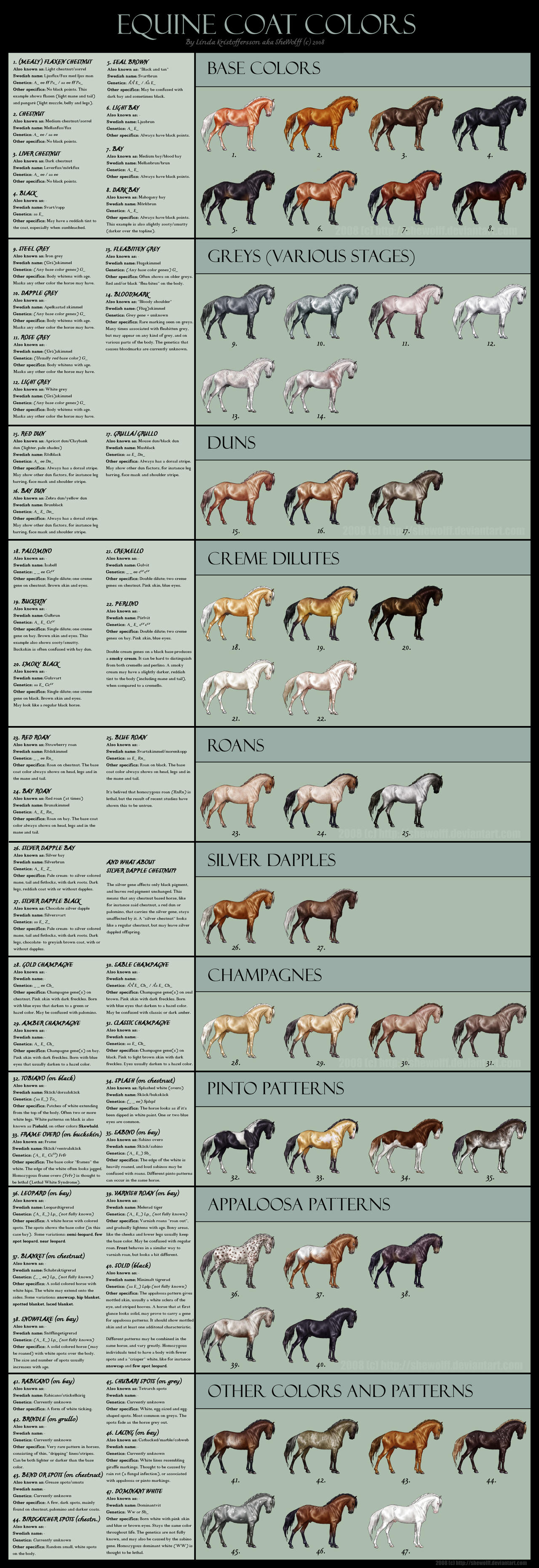 Equine coat colors