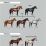 Equine Coat Color Quiz
