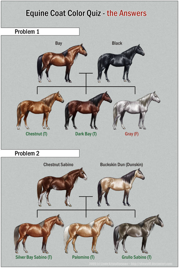 Генотипы лошадей