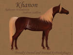 khanon, arabian stallion