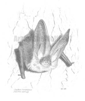 Long-eared bat