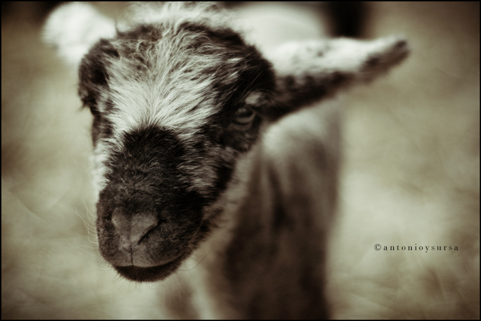 Baby Lamb