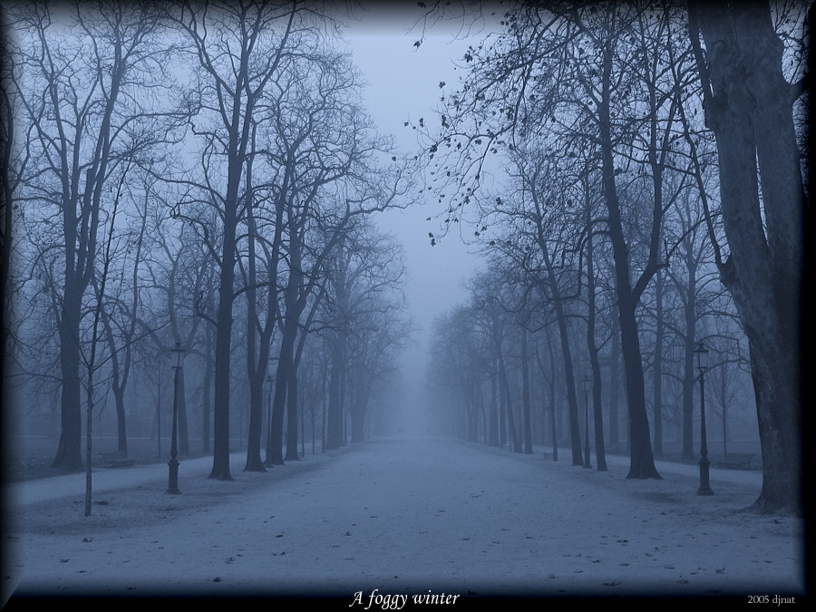 A foggy winter