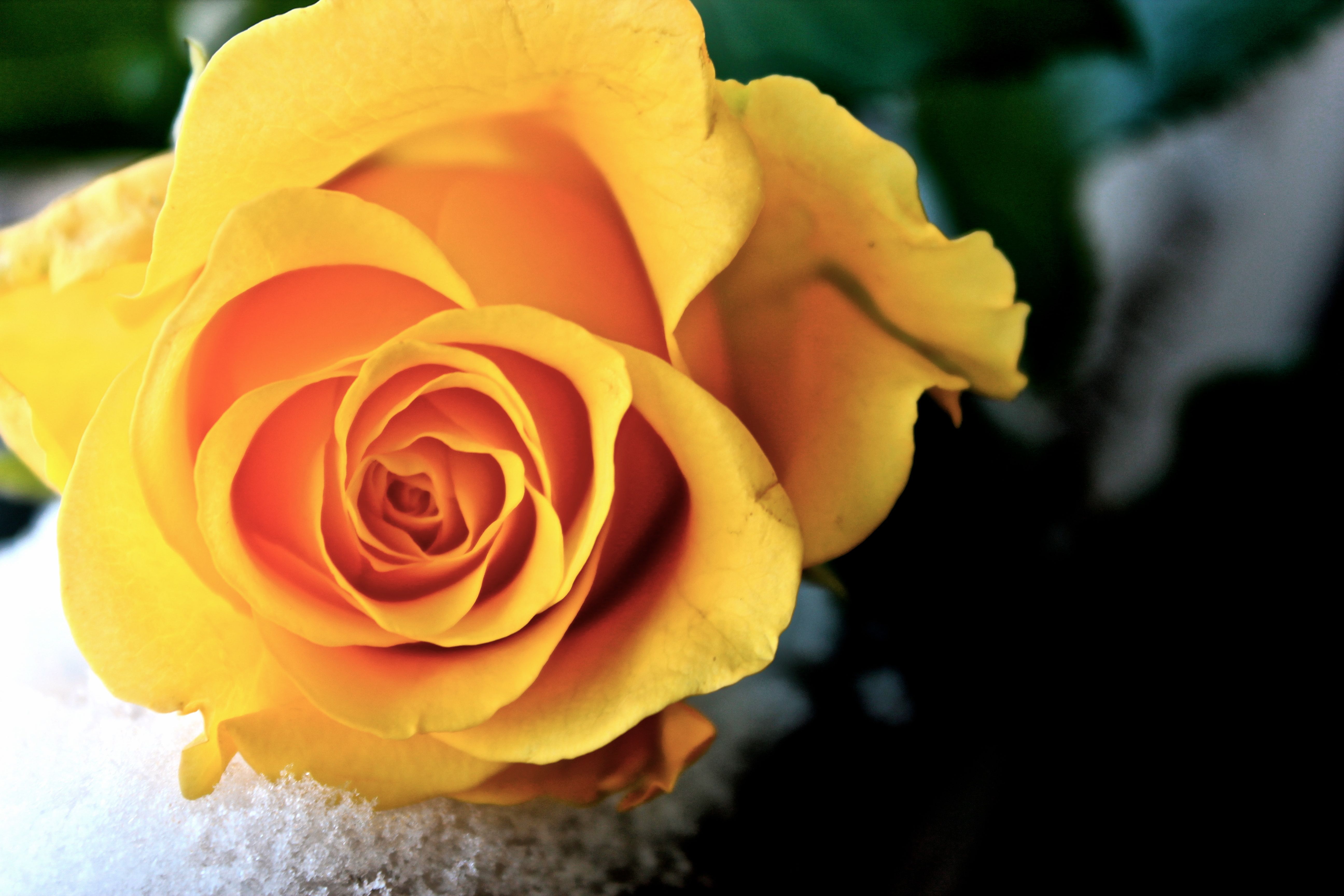 Beautiful Yellow Rose