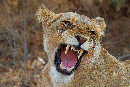 Lioness Roaring by vitanilove on DeviantArt