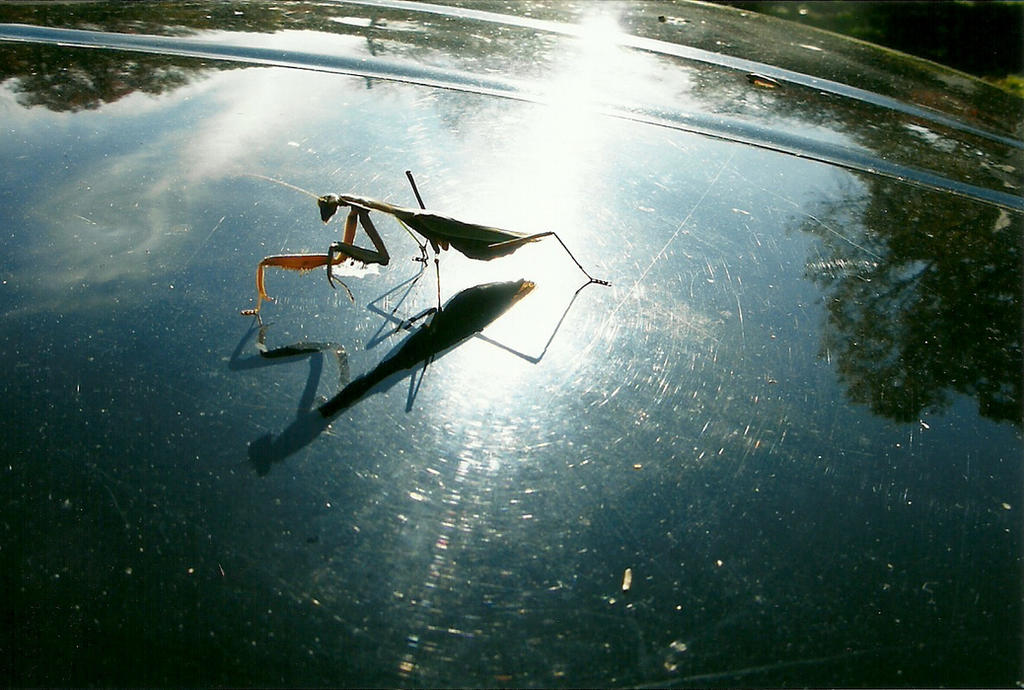 Manhan Bug bug 1 by WOODSMANS87 on DeviantArt