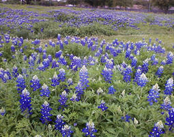 Spring Flowers