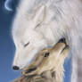 Tenderness of wolves