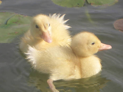 The Ducklings