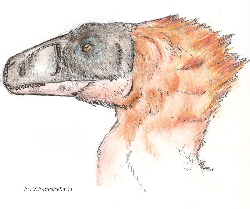Head shot- Utahraptor by macpooky on DeviantArt