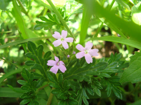 Light Purple Flowers