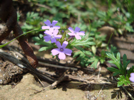 Light Purple Flowers II