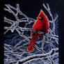 Ice cardinal