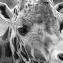 Reticulated Giraffe Close-up