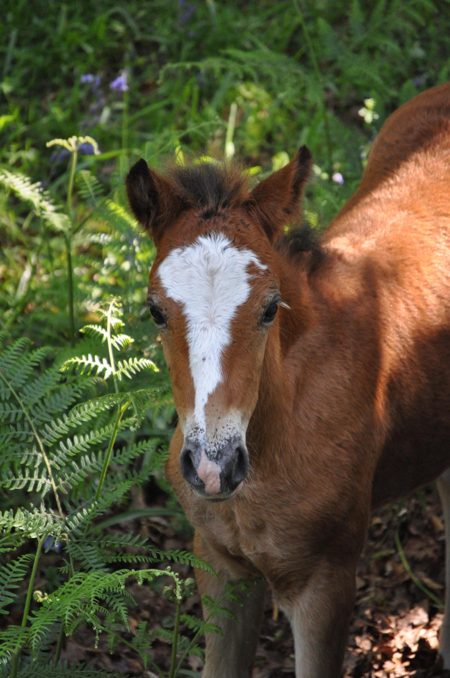 Dartmoor Pony Foal