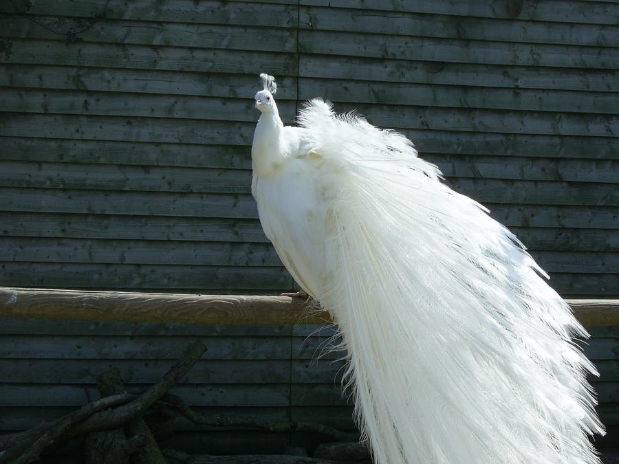 Peaceful Peacock