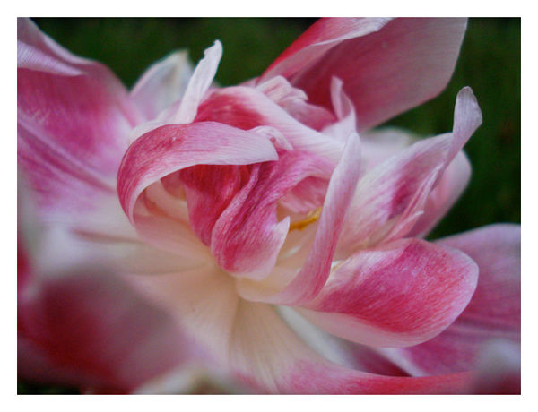 bloom by critical-acclaim on DeviantArt