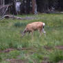 A Deer in Yosemite