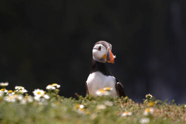 Puffin 2