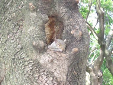 Boston's squirrel 1