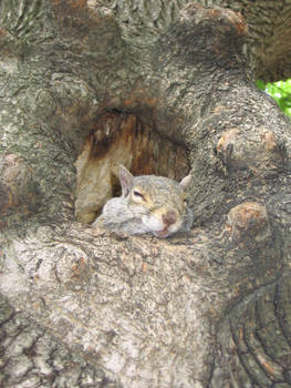 Boston's squirrel 3