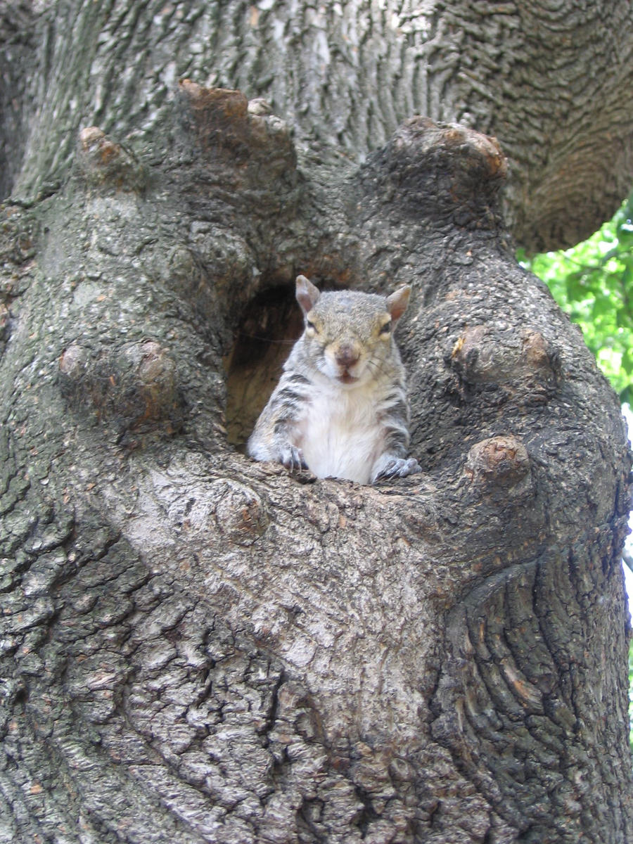 Boston's squirrel 4 by Zazou8