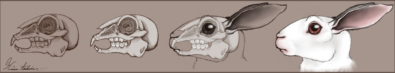 Rabbit Skull Study by ThatWeirdKoffing on DeviantArt