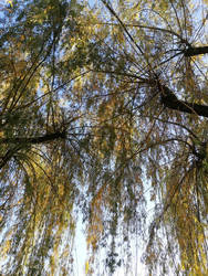 Salix alba - Autumn weawing