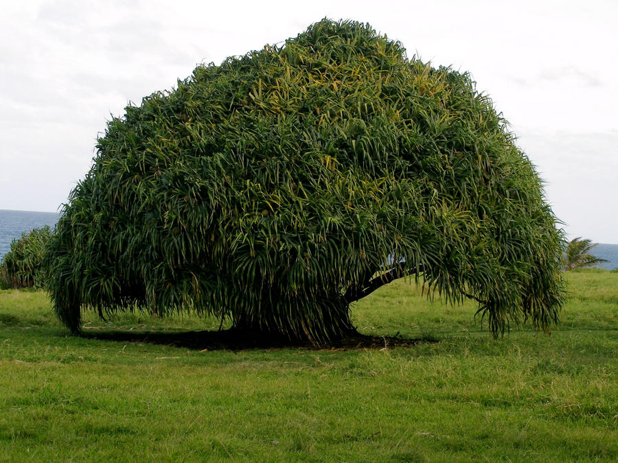 Giving tree.