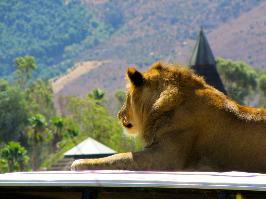 Big Kitty Pondering